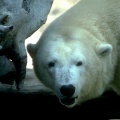 bear 1024