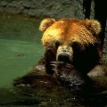 bear swim 1024