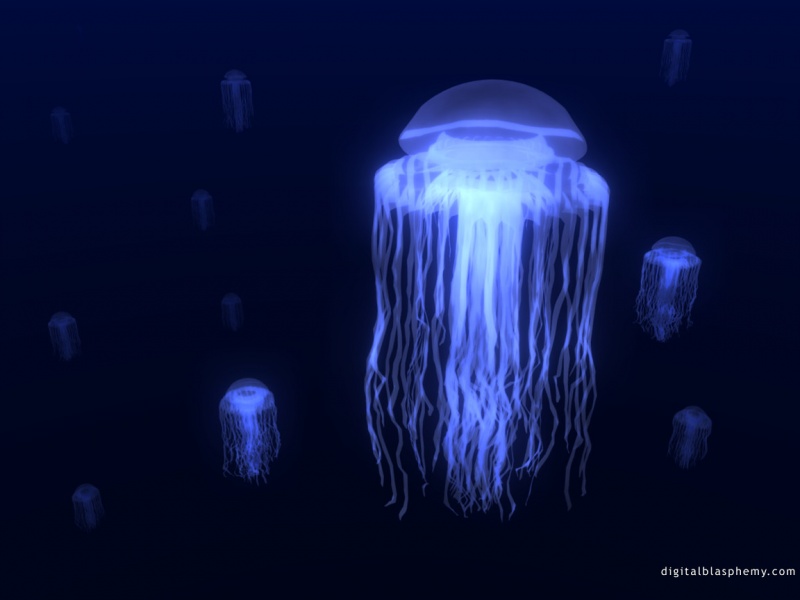 jellies1.jpg