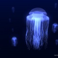 jellies1