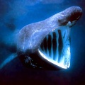 magnificent moments csg025 basking shark
